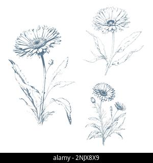 Handgezeichnete wilde Heublumen. Calendula-Blume. Medizinisches Kraut. Klassische Gravurkunst. Botanische Illustration. Gut für Kosmetik, Medizin, Behandlung, aro Stock Vektor