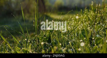 Nasse Grasklingen. Grüner Hintergrund Stockfoto