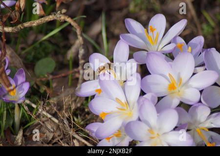 Wilde Honigbiene auf lila Krokus Stockfoto