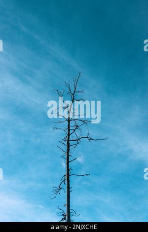 Ein Weitwinkelbild eines dunklen blattlosen Baumes mit blauem Himmelshintergrund, minimale Fotografie. Stockfoto