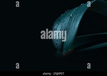 Regentropfen auf frischen grünen Blättern auf schwarzem Hintergrund. Makroaufnahme von Wassertropfen auf Blättern. Wassertropfen auf grünem Blatt nach Regen. Stockfoto