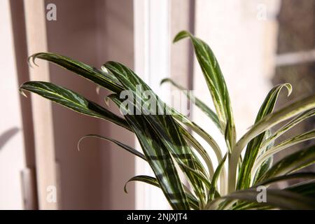 Ästhetische abstrakte grüne Blätter, Sonnenschein und Schatten der Blätter. Aglaonemapflanze im Innenbereich. Topfpflanzen mit wunderschönem Blattmuster am Fenster, Stockfoto