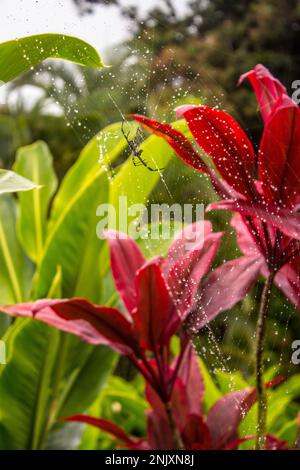 Nahaufnahme von Websträngen mit einer Spinne in der Mitte Fokus auf Arachnid Stockfoto