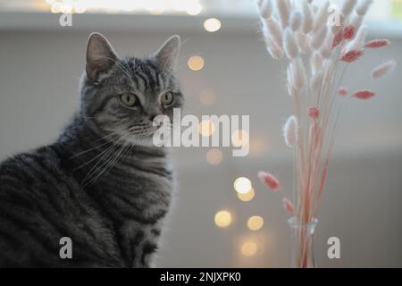 Sitzende schottische gerade graue Katze und Blick auf einen verschwommenen Fensterhintergrund, Beobachtung der Katze aus nächster Nähe, Porträt eines jungen Kätzchens. Gemütliches Zuhause Stockfoto