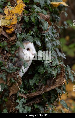 Scheune Owl: Tyto alba. Gefangener Vogel, kontrollierte Bedingungen. Hampshire, Großbritannien Stockfoto