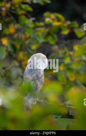 Scheune Owl: Tyto alba. Gefangener Vogel, kontrollierte Bedingungen. Hampshire, Großbritannien Stockfoto