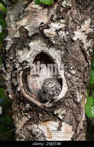Kleine Eule: Athene noctua. Gefangener Vogel, kontrollierte Bedingungen. Hampshire, Großbritannien Stockfoto