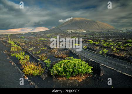 Weinberge auf Lavafelsen in der Nähe von La Vegueta, Kanarischen Inseln, Lanzarote, La Vegueta Stockfoto