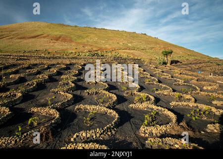 Weinberge auf Lavafelsen in der Nähe von La Vegueta, Kanarischen Inseln, Lanzarote, La Vegueta Stockfoto