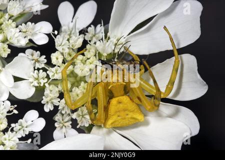 Blütenkrabbenspinne (Thomisus onustus), mit Beute, Deutschland Stockfoto