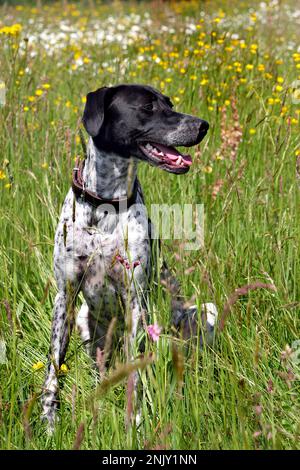 Englischer Pointer Mischhund, der auf einer Sommerwiese sitzt Stockfoto