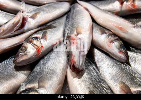 Frischer Fisch auf dem Tisch mit Eis auf dem Fischmarkt Stockfoto