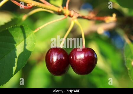 Kirschbaum, Süßkirsche (Prunus avium), zwei Kirschen auf einem Zweig Stockfoto