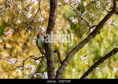 Iberischer Specht (Picus sharpei). Quinta de los Molinos. Blume. Frühling. Die Gemeinde Madrid Park zur Zeit der Mandel- und Kirschblüte Stockfoto