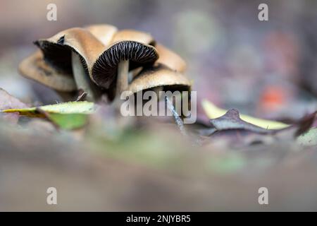 Auf dem Boden unter trockenem Laub im Herbstwald wachsende Agarhonigpilze Stockfoto