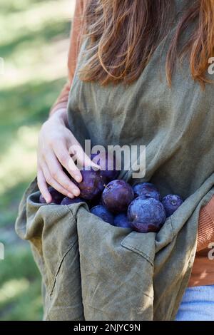 Nicht erkennbare Gärtnerin, die reife Pflaumen in der Schürze während der Erntesaison an sonnigen Tagen sammelt Stockfoto