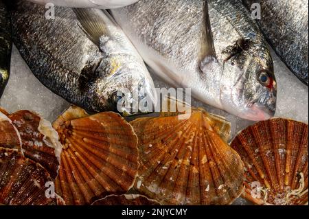 Jakobsmuscheln St. Jacob mit frischem Fisch auf dem Tisch mit Eis auf dem Fischmarkt Stockfoto