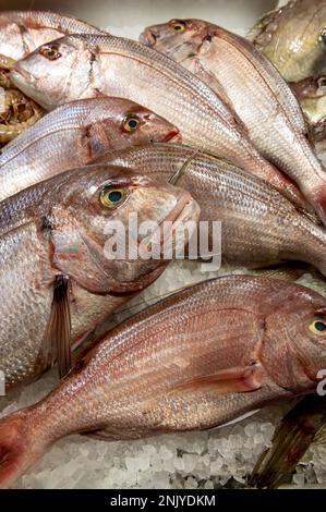 Frischer Fisch auf dem Tisch mit Eis auf dem Fischmarkt Stockfoto