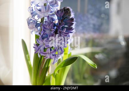 Nahaufnahme aus der blauen Hyazinthen von Delft, Detail der Pflanze auf Fensterbank, Sonnenschein und Schatten, Frühlingsblumen zu Hause. Stockfoto