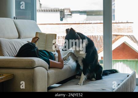 Süßer, neugieriger Border Collie Hund berührt den Arm einer jungen Besitzerin, die auf einem bequemen Sofa liegt und am Wochenende zu Hause ein Interessantes Buch liest Stockfoto