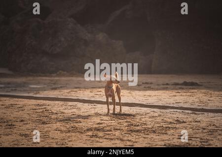 Aktiver reinrassiger Podenco Andaluz Hund am nassen Sandstrand, während er an sonnigen Tagen in der Nähe des Wellenmeers spielte Stockfoto