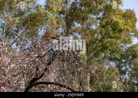 Taube. Quinta de los Molinos. Blume. Frühling. Gemeinde Madrid Park zur Zeit der Blüte von Mandel- und Kirschbäumen in den Straßen Stockfoto