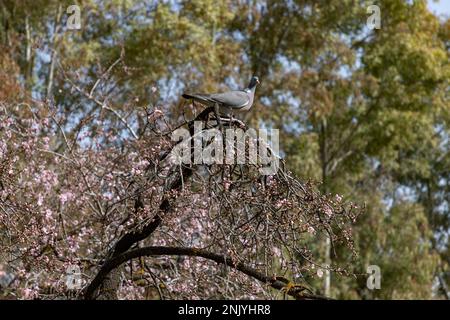 Taube. Quinta de los Molinos. Blume. Frühling. Gemeinde Madrid Park zur Zeit der Blüte von Mandel- und Kirschbäumen in den Straßen Stockfoto