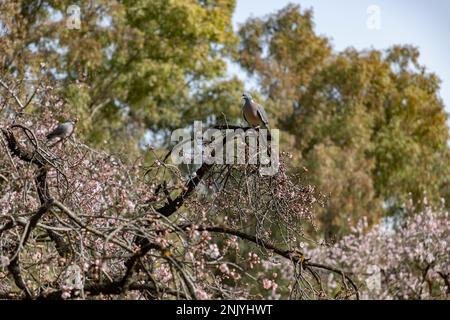 Taube. Quinta de los Molinos. Blume. Frühling. Gemeinde Madrid Park zur Zeit der Blüte von Mandel- und Kirschbäumen in den Straßen Stockfoto