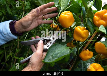 Ältere Frau erntet im Spätsommer Gemüsepaprika in einem Gewächshaus Stockfoto