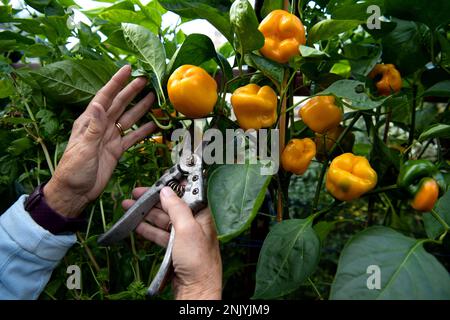 Ältere Frau erntet im Spätsommer Gemüsepaprika in einem Gewächshaus Stockfoto