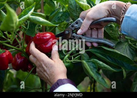 Im Spätsommer erntet eine ältere Frau süße rote Paprika in einem Gewächshaus Stockfoto