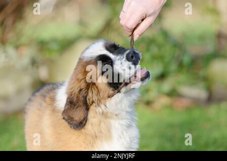 Hündchen, bernard-Hund mit Stock im Garten Stockfoto