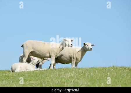 Schaf-Herde am Deich. Lämmer und Mutterschafe stehen auf der Weide. Stockfoto