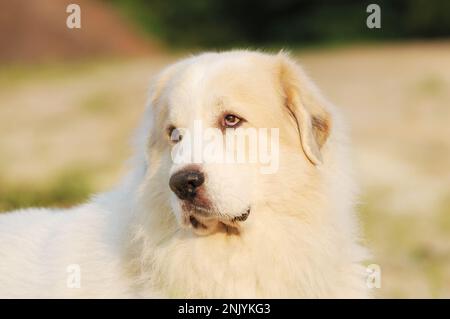 Süßer weißer Hund, große pyrenäen in der Natur Stockfoto