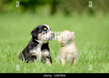 Hund und Katze sitzen auf der Wiese. Freundschaft zwischen Kätzchen und Welpen Stockfoto