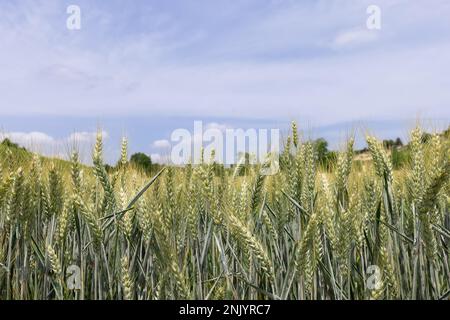 Feldlandschaft. Reifeohren des Weizenfeldes vor dem Hintergrund von blu Sky. Erntegutfeld (selektiver Fokus) Stockfoto