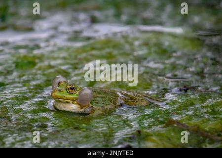 Frosch im Wasser. Ein männlicher Zuchtfrosch weint mit Stimmbissen auf beiden Seiten des Mundes in vegetierten Bereichen. Pelophylax lessonae. Biologische Vielfalt. Stockfoto