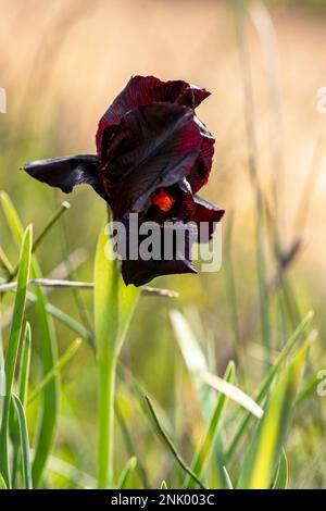 Lilafarbene Blume Nahaufnahme auf einem unscharfen grünen Grashintergrund Stockfoto