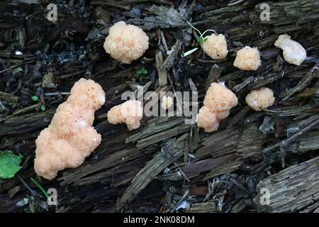 Tubifera ferruginosa, bekannt als Himbeer-Schleimform Stockfoto