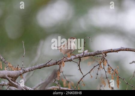 Großer Rann von Kutch, Gujarat, Indien, gemeiner Weißer Hals, Sylvia communis Stockfoto