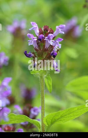 Prunella vulgaris, allgemein bekannt als Selbstheilung, Heilkraut, Herz-der-Erde oder Wundkraut, wild blühende Pflanze aus Finnland Stockfoto