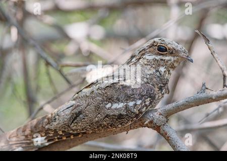 Großer Rann von Kutch, Gujarat, Indien, Eurasischer Nachtschwärmer, Caprimulgus europaeus Stockfoto