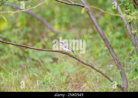Großer Rann von Kutch, Gujarat, Indien, gemeiner Woodshrike, Tephrodornis Pondicerianus Stockfoto