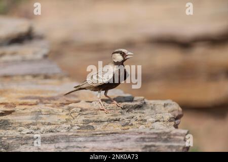 Großer Rann von Kutch, Gujarat, Indien, Ashy-gekrönter Sparrow-Lark, Eremopterix griseus Stockfoto