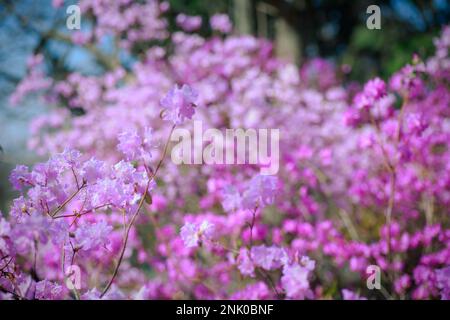 Ein Busch blühender Azaleen vor einem Hintergrund von Bäumen in einem blauen Dunst. Stockfoto