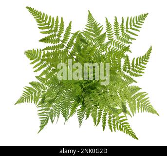 Wunderschöne tropische Farnblätter auf weißem Hintergrund Stockfoto