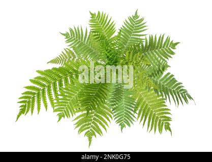 Wunderschöne tropische Farnblätter auf weißem Hintergrund Stockfoto
