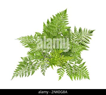 Wunderschöne tropische Farnblätter auf weißem Hintergrund Stockfoto