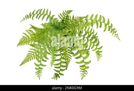 Wunderschöne tropische Farnblätter auf weißem Hintergrund Stockfoto