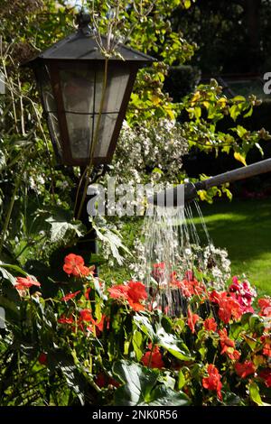 Eine Frau verwendet eine Gießkanne, um rote Begonais in einem Blumenbeet und Töpfen während einer Sommertrockenheit zu gießen Stockfoto